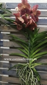 Орхидея Ванда Бьюти еллоу спот подвесная