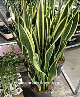 Сансевиерия Лауренти (Sansevieria Laurentii) 70–90 см — эффектное растение в горшке для дома и офиса KR295 купить в Москве