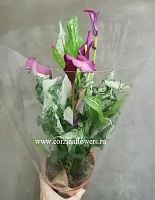 Калла Фрозен Квин или Снежная Королева DZ78 купить в Москве