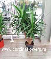 Юкка разветвленная 130-140 см KR148 купить в Москве