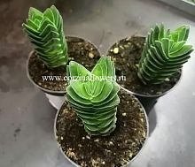 Крассула "Храм Будды" — коллекционный суккулент в форме пагоды, Crassula Buddha’s Temple KR327 купить в Москве