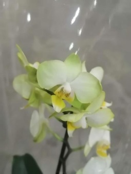 Фаленопсис гибрид 477 орхидея