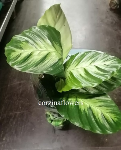 Калатея Луизы (Калатея Мисто) KR1430 купить в Москве