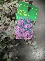 Седум Синий (sedum cyaneum) суккулент KR2802 купить в Москве
