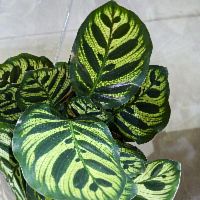 Калатея Макояна — узорчатое растение с листьями как павлинье перо, горшок KR99  купить в Москве