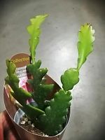 Рипсалис Круциформис кактус KR3173 купить в Москве