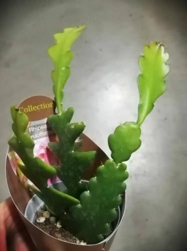 Рипсалис Круциформис кактус KR3173 купить в Москве