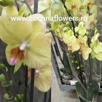 Орхидея Фаленопсис желтый Саммер 12 70 https://corzinaflowers.ru/catalog/komnatnye_rasteniya_i_tsvety/1585/