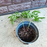 Пион травянистый Луи Ван-Гутт саженец OG174 купить в Москве