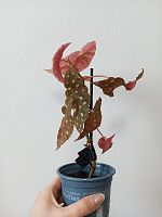 Бегония Макулата (Пятнистая) — декоративное растение в горшке | Эффектный акцент для интерьера KR22 купить в Москве