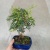 Бонсай Фисташка в керамике 16см https://corzinaflowers.ru/catalog/komnatnye_rasteniya_i_tsvety/bonsay/bonsay_fistashka/3300/