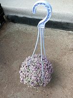 Каллизия розовая подвесная KR3887 купить в Москве