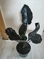 Алоказия Блэк мэджик KR192 купить в Москве