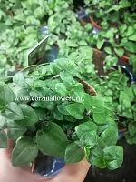 Традисканция Green Грин KR98 купить в Москве