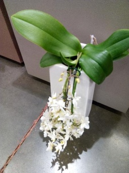 Орхидея Фаленопсис белый дикий водопад в кашпо романтик 12см