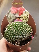 Маммиллярия Матудае кристата кактус KR1216 купить в Москве