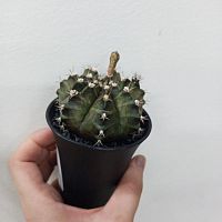 Гимнокалициум Т-Рекс кактус KR3876 купить в Москве