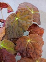 Бегония Амбер Лав KR4014 купить в Москве