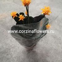Калатея Кроката 40-50 см KR60 купить в Москве
