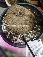 Стефания Эректа KR1181 купить в Москве