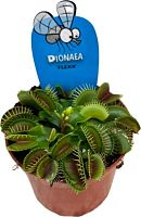 Дионея Флекс хищник KR4061 купить в Москве