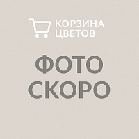 Алоказия Драгон Скале Альбо Вариегата — редкая коллекционная красота с мраморным узором KR3957 купить в Москве