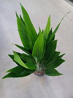 Драцена Талиоидес KR4053 купить в Москве