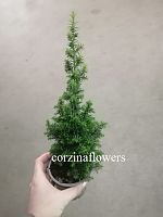 Кипарисовик Топ Поинт в горшке OG79 купить в Москве