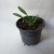 Рипсалидопсис тёмно-розовый кактус в горшке отцвели https://corzinaflowers.ru/catalog/komnatnye_rasteniya_i_tsvety/kaktusy_ekheverii_i_dr_sukkulenty/kaktusy_v_gorshkakh/ripsalidopsis_paskhplnyy_kaktus/11127/