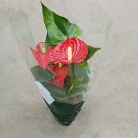 Антуриум Аристо DZ535 купить в Москве