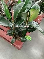 Фикус эластика Робуста 3 ст 90-110см KR714 купить в Москве