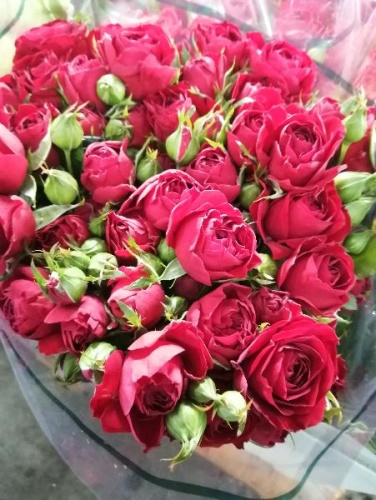 Роза кустовая красная Рэд Баблс букет, срезка SR770 купить в Москве