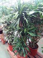 Драцена фрагранс Рики банч 150-160 см KR3247 купить в Москве