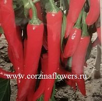 Перец острый Мамка рассада OG350 купить в Москве