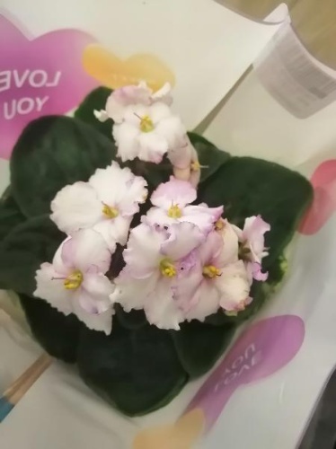 Сенполия (фиалка) белая с розовой каймой Пинк Айс DZ758 купить в Москве