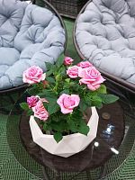 Роза в кашпо Топаз подарочная KM1101 купить в Москве