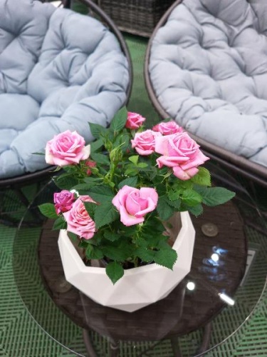 Роза в кашпо Топаз подарочная KM1101 купить в Москве