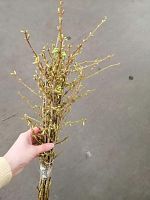 Форзиция ветки срезка SR890 купить в Москве