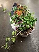 Фокея Эдулис KR985 купить в Москве