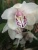 Орхидея Цимбидиум бело-розовый 14см