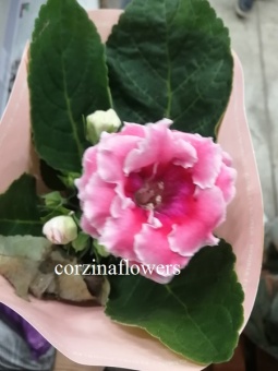 Глоксиния розово-белая махровая растение 12