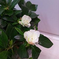 Азалия Айко белая в горшке DZ715 купить в Москве