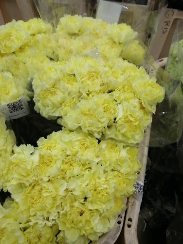 Гвоздика Жанейро срезка SR702 купить в Москве