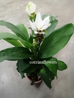 Куркума белая, Curcuma Siam Spring 15