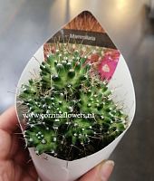 Кактус Маммиллярия Бомбицина кристата KR829 купить в Москве
