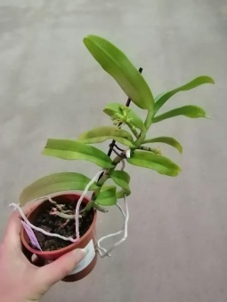 Гастрохилус орхидея