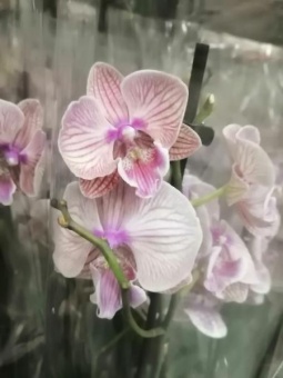 Фаленопсис Биг лип Фангмэй Рэйнбоу орхидея 12см
