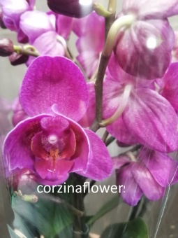 Орхидея фаленопсис розовый Пелорик гибрид 12 см 3-4 цв