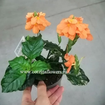 кроссандра 9 https://corzinaflowers.ru/catalog/komnatnye_rasteniya_i_tsvety/522/