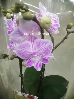 Орхидея фаленопсис 2 вет Биг Лип розовые губки 12  40